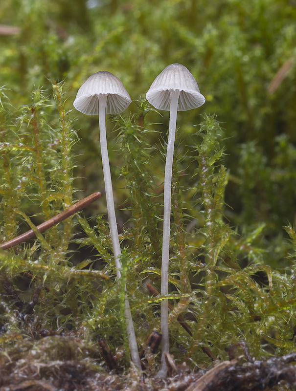 Mycena cinerella